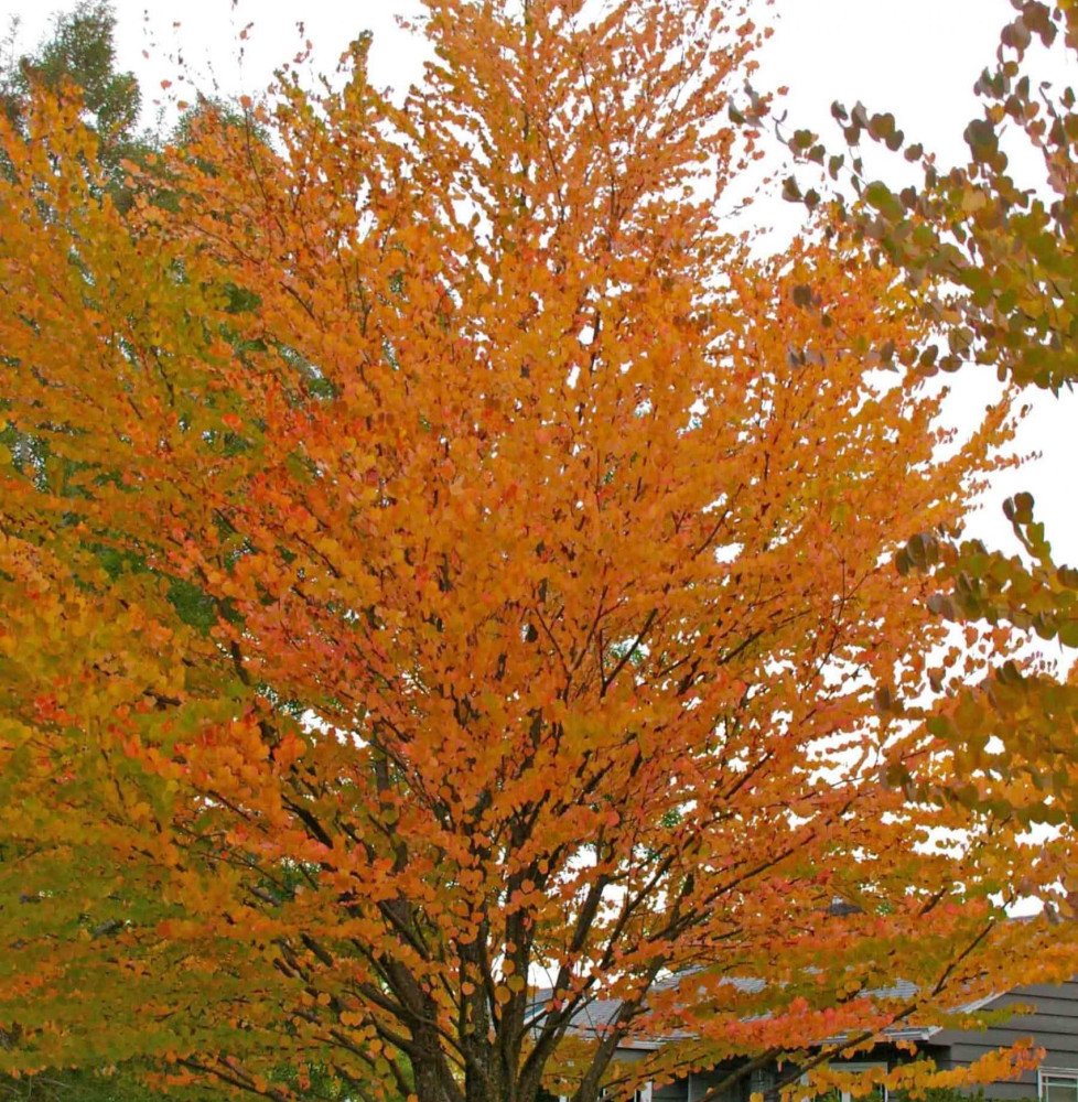 Pépinières Français PF_CERCIDIPHY CERCIDIPHYLLUM japonicum / Arbre à caramel