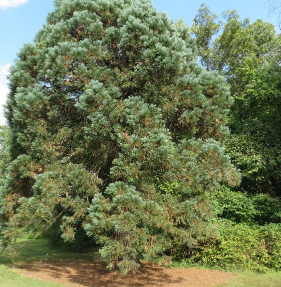 Pépinières Français PF_SEQUOÏADEN SEQUOÏADENDRON giganteum / Séquoia géant
