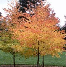 Pépinières Français PF_CERCIDIPHY CERCIDIPHYLLUM japonicum / Arbre à caramel