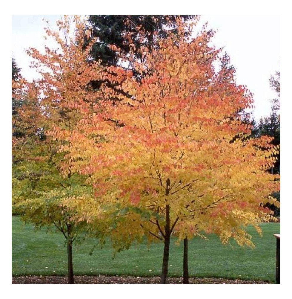 Pépinières Français PF_CERCIDIPHY CERCIDIPHYLLUM japonicum / Arbre à caramel
