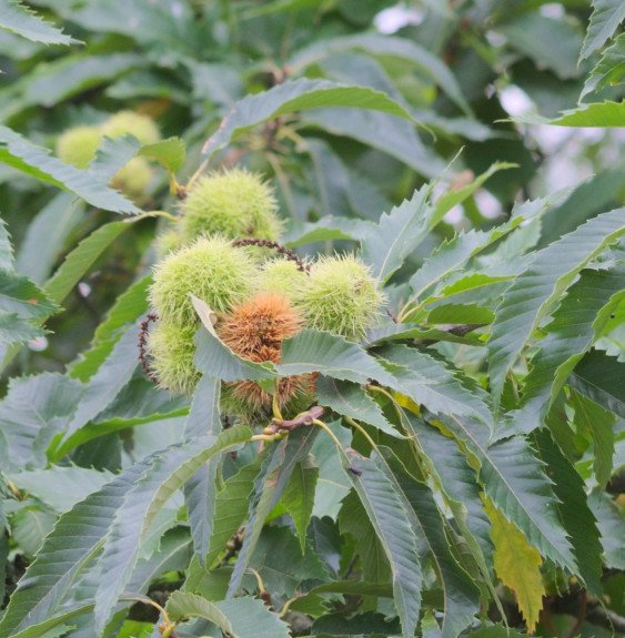 Pépinières Français PF_Castanea-s Castanea sativa 'Dorée de Lyon' / Châtaignier 'Dorée de Lyon