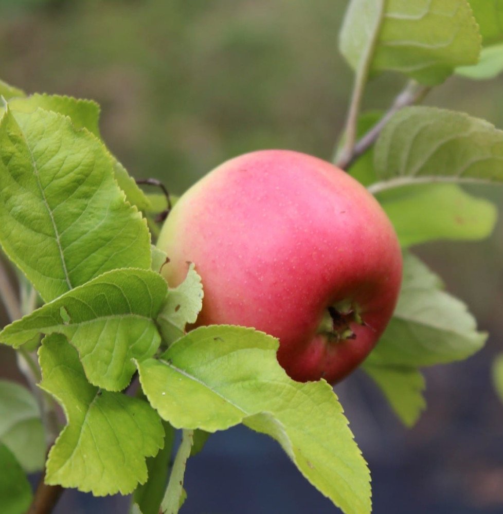 Pépinières Français PF_Malus-dome Malus domestica ' Reine des Reinettes' / Pommier Reine des Reinettes