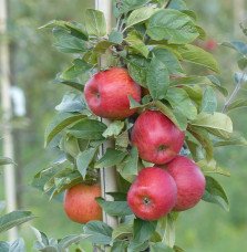 Pépinières Français PF_Malus-dome Malus domestica ' Reine des Reinettes' / Pommier Reine des Reinettes