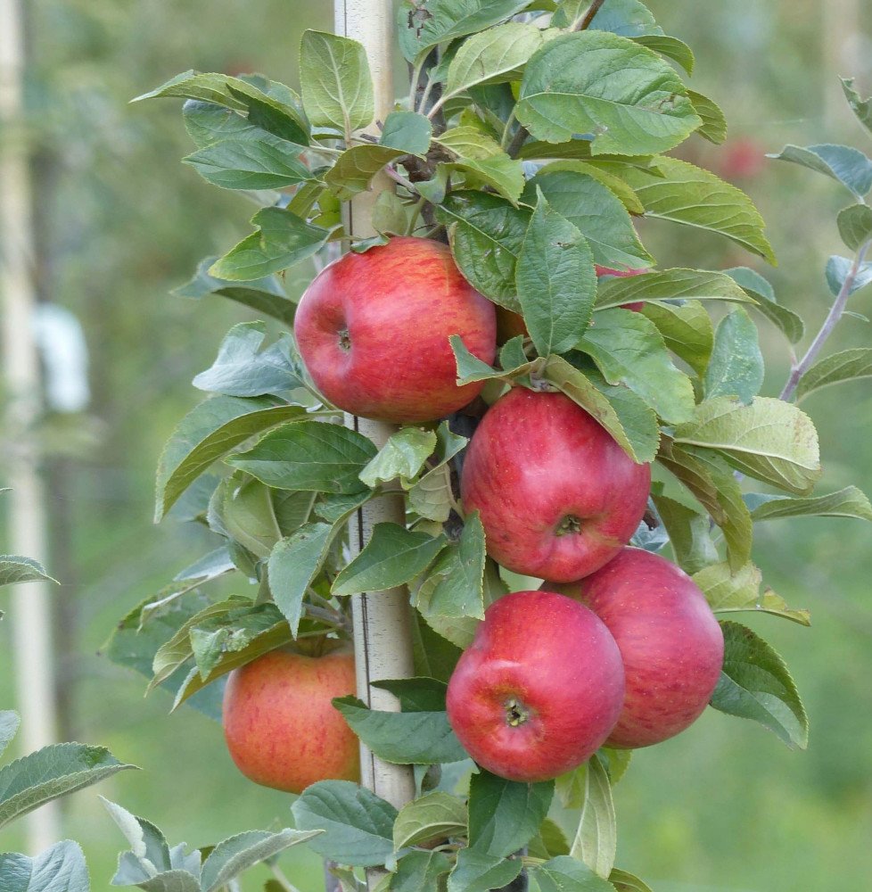 Pépinières Français PF_Malus-dome Malus domestica ' Reine des Reinettes' / Pommier Reine des Reinettes