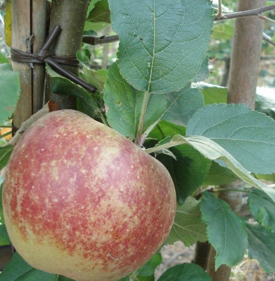 Pépinières Français PF_Malus-dome59 Malus domestica 'Belle de Boskoop' / Pommier Belle de Boskoop