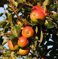 Pépinières Français PF_Malus-dome13 Malus domestica 'Cox’s Orange' / Pommier Cox's Orange'