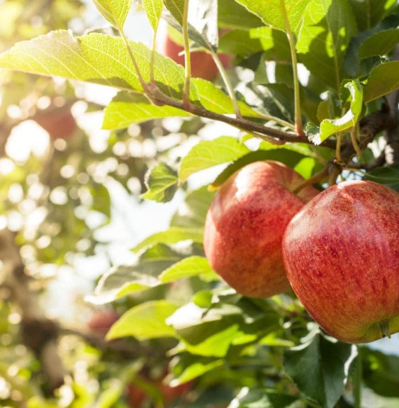 Pépinières Français PF_Malus-dome6 Malus domestica 'Melrose' / Pommier Melrose