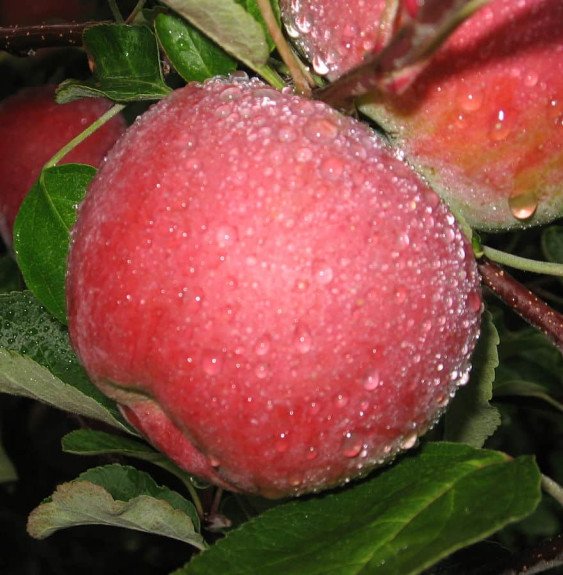 Pépinières Français PF_Malus-dome45 Malus domestica 'Red Délicious' / Pommier Red Delicious