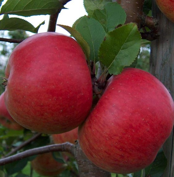 Pépinières Français PF_Malus-dome45 Malus domestica 'Red Délicious' / Pommier Red Delicious