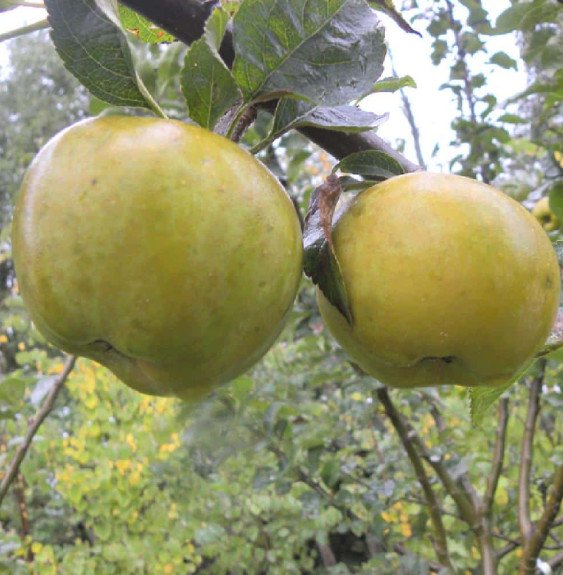 Pépinières Français PF_Malus-dome17 Malus domestica 'Reinette gris du canada' / Pommier Reinette Grise du Canada