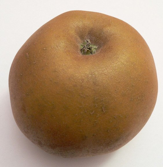 Pépinières Français PF_Malus-dome17 Malus domestica 'Reinette gris du canada' / Pommier Reinette Grise du Canada