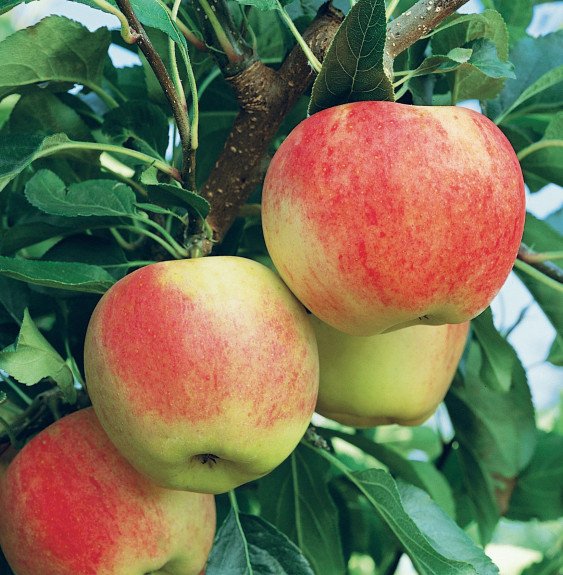 Pépinières Français PF_Malus-dome8 Malus domestica 'Royal Gala' / Pommier Roya Gala