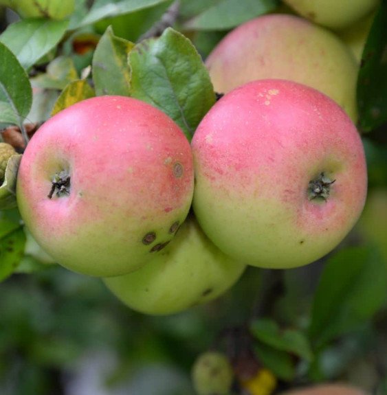 Pépinières Français PF_Malus-dome81 Malus domestica 'Winter Banana' / Pommier Winter Banana