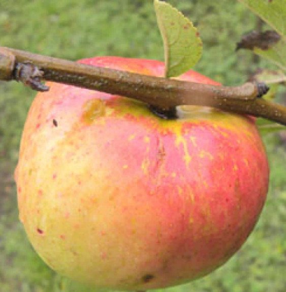 Pépinières Français PF_Malus-dome81 Malus domestica 'Winter Banana' / Pommier Winter Banana