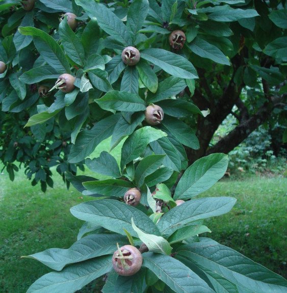 Pépinières Français PF_Mespilus-g Mespilus germanica / Néflier