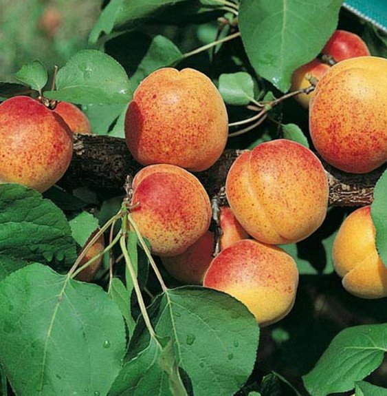 Pépinières Français PF_Prunus-arm4 Prunus armeniaca 'Polonais' / Abricotier Polonais