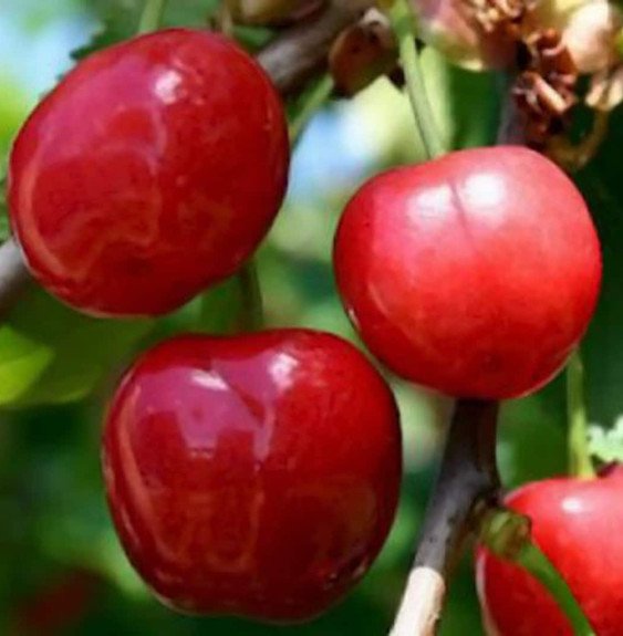 Pépinières Français PF_Prunus-avi Prunus avium 'Anglaise' / Cerisier Anglaise
