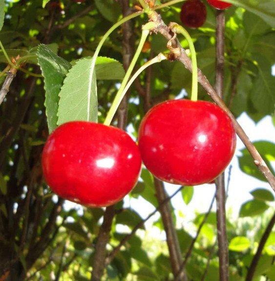 Pépinières Français PF_Prunus-avi Prunus avium 'Anglaise' / Cerisier Anglaise