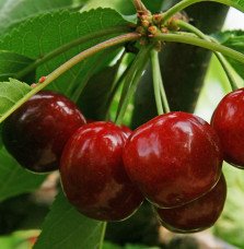 Pépinières Français PF_Prunus-avi70 Prunus avium 'Burlat' / Cerisier Burlat