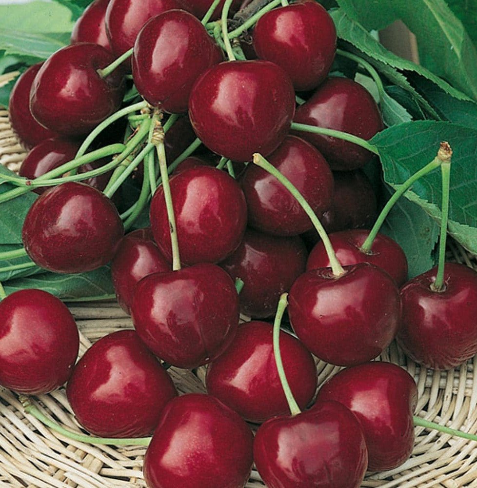 Pépinières Français PF_Prunus-avi70 Prunus avium 'Burlat' / Cerisier Burlat
