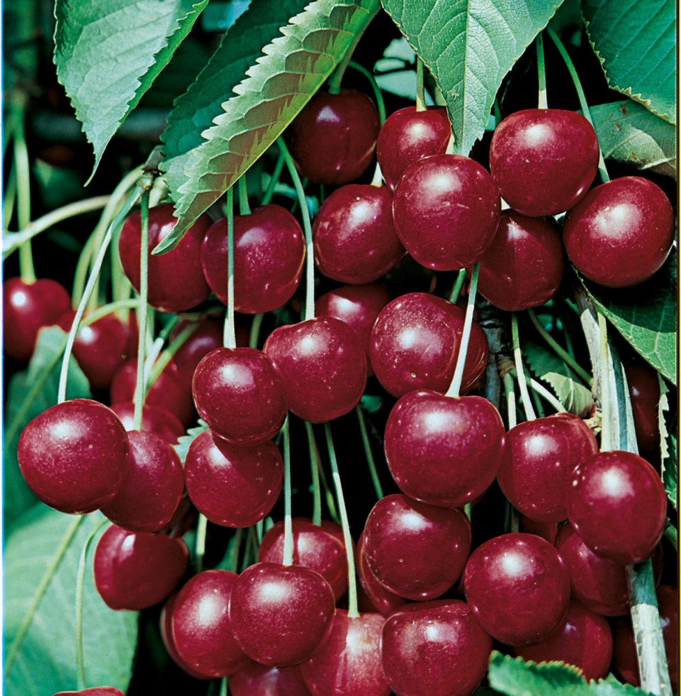 Pépinières Français PF_Prunus-avi5 Prunus avium 'Géant d’Hedelfingen' / Cerisier Géant d'Hedelfingen