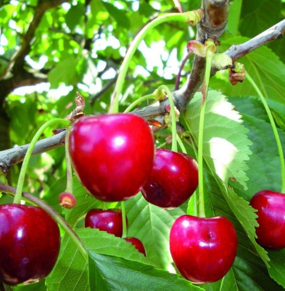 Pépinières Français PF_Prunus-avi0 Prunus avium 'Marmotte' / Cerisier Marmotte
