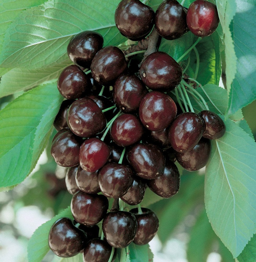 Pépinières Français PF_Prunus-avi6 Prunus avium 'Moreau' / Cerisier Moreau