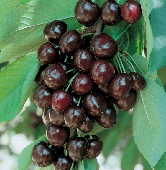 Pépinières Français PF_Prunus-avi6 Prunus avium 'Moreau' / Cerisier Moreau