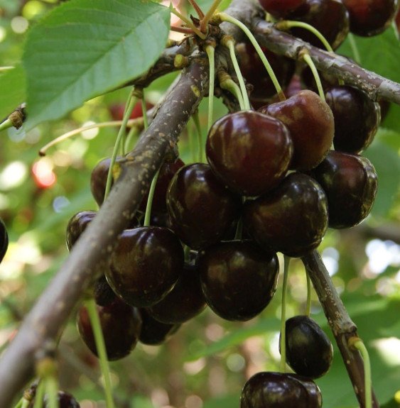Pépinières Français PF_Prunus-avi6 Prunus avium 'Moreau' / Cerisier Moreau