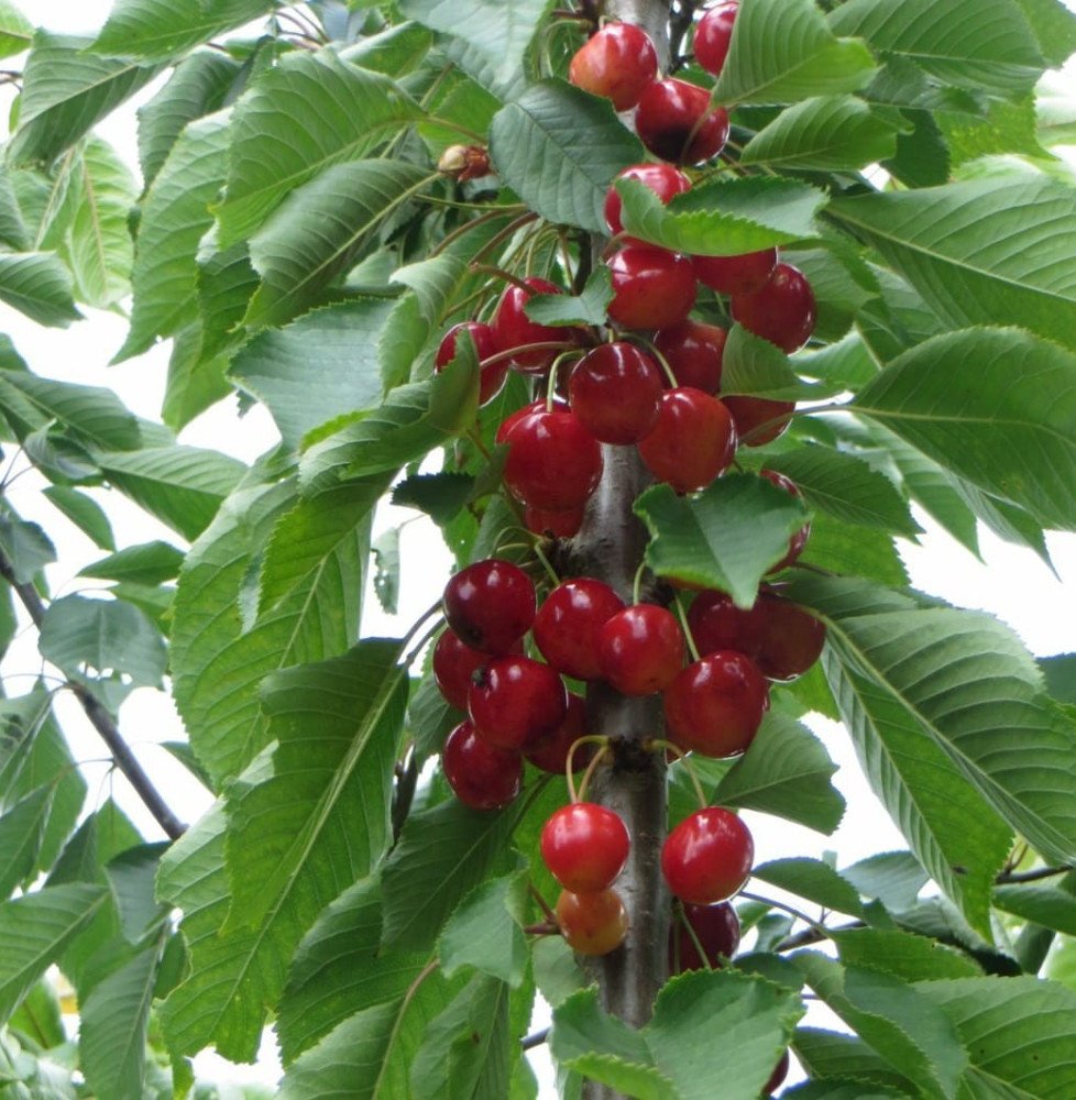 Pépinières Français PF_Prunus-avi54 Prunus avium 'Napoléon' / Cerisier Napoléon