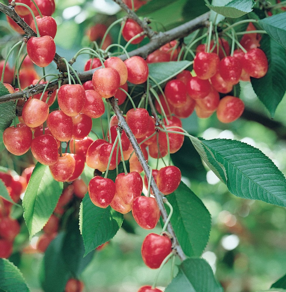 Pépinières Français PF_Prunus-avi54 Prunus avium 'Napoléon' / Cerisier Napoléon