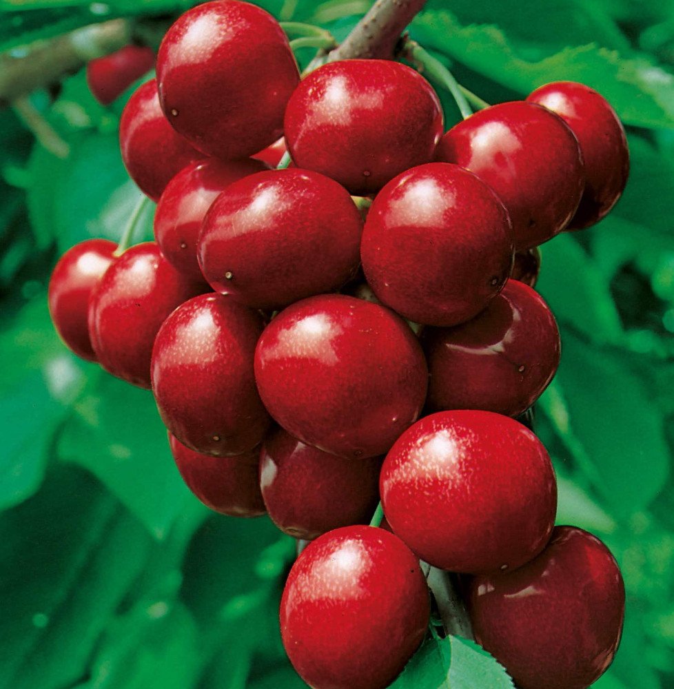 Pépinières Français PF_Prunus-avi4 Prunus avium 'Reverchon' / Cerisier Reverchon