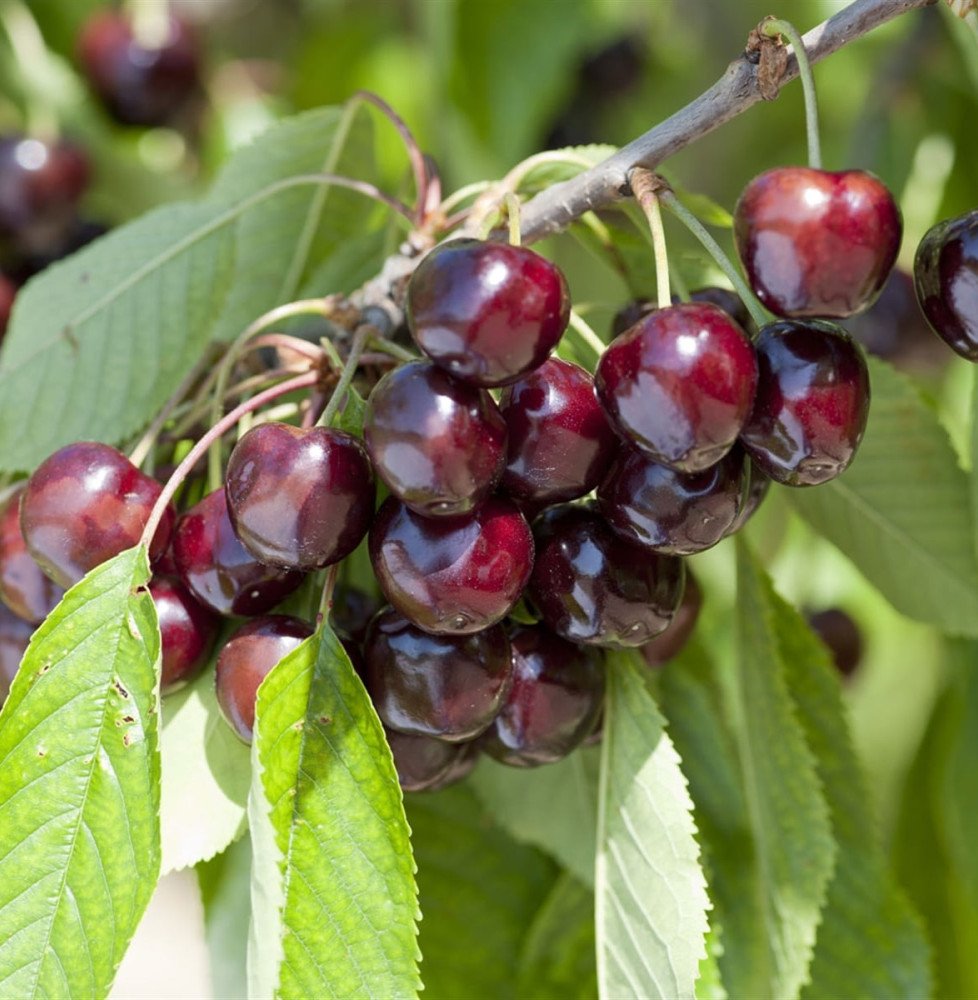 Pépinières Français PF_Prunus-avi4 Prunus avium 'Reverchon' / Cerisier Reverchon