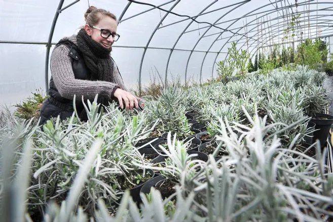Équipe Pépinières Français