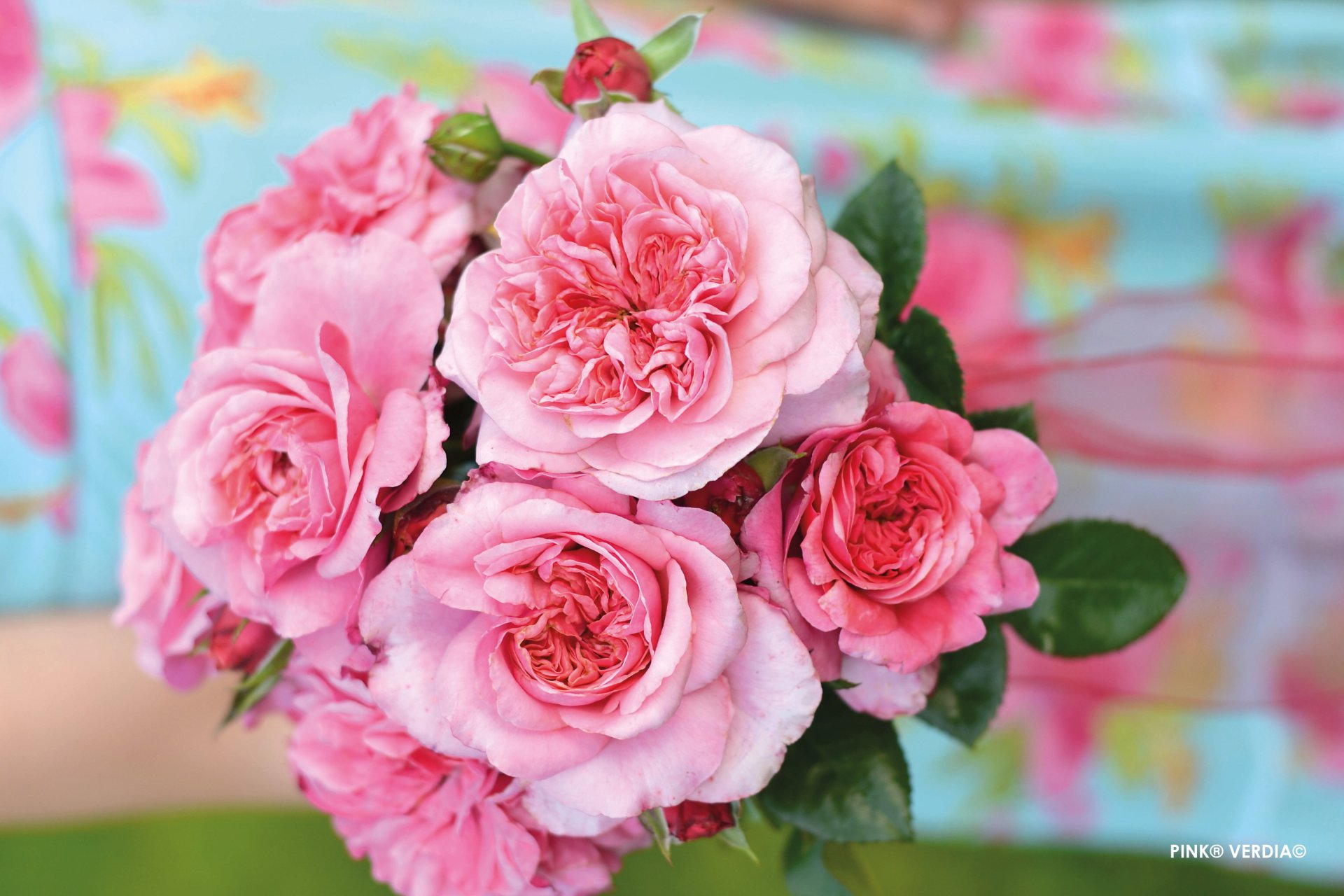 ROSIER buisson 'Pink voluptia'  - Photo 3