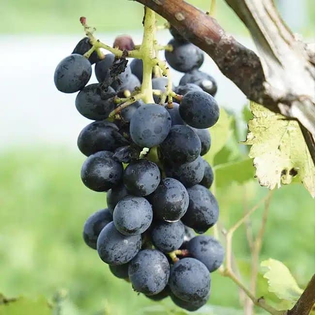 Vigne 'Alphonse Lavallée' - vitis vinifera - Photo 1