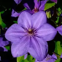 Clématite 'Xerxes' - clematis - Photo 1