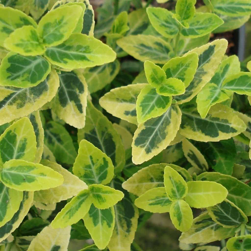 EUONYMUS fortunei ‘Emerald’n Gold’ / Fusain persistant 'Emerald and Gold' - Photo 2