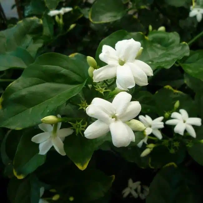 Jasmin d’Arabie - jasminum sambac - Photo 3