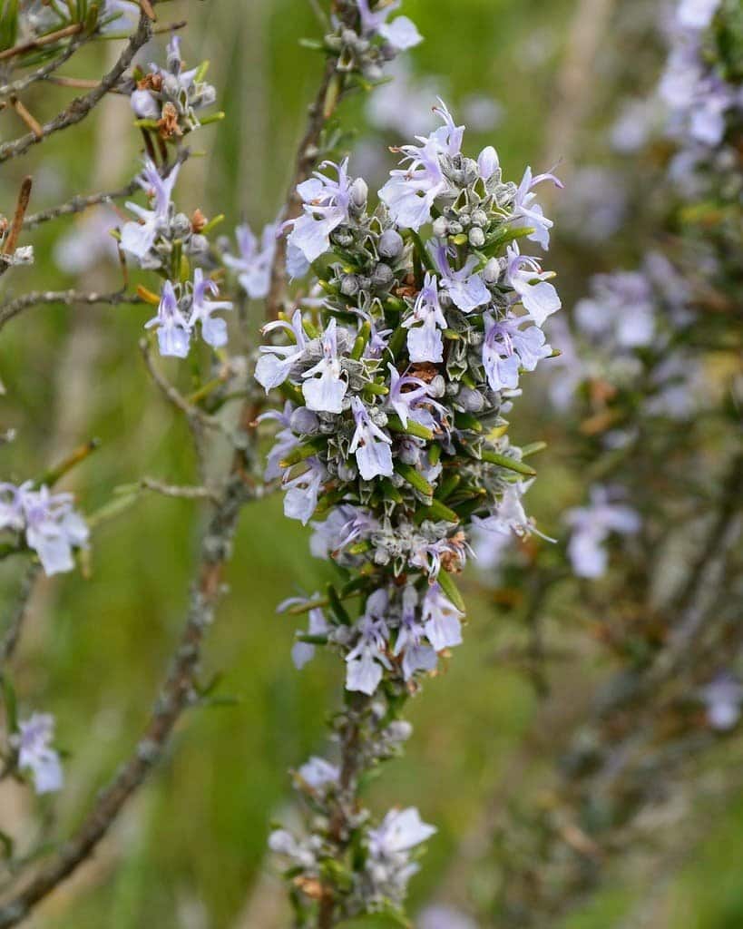 ROSMARINUS officinalis / Romarin officinal - Photo 2