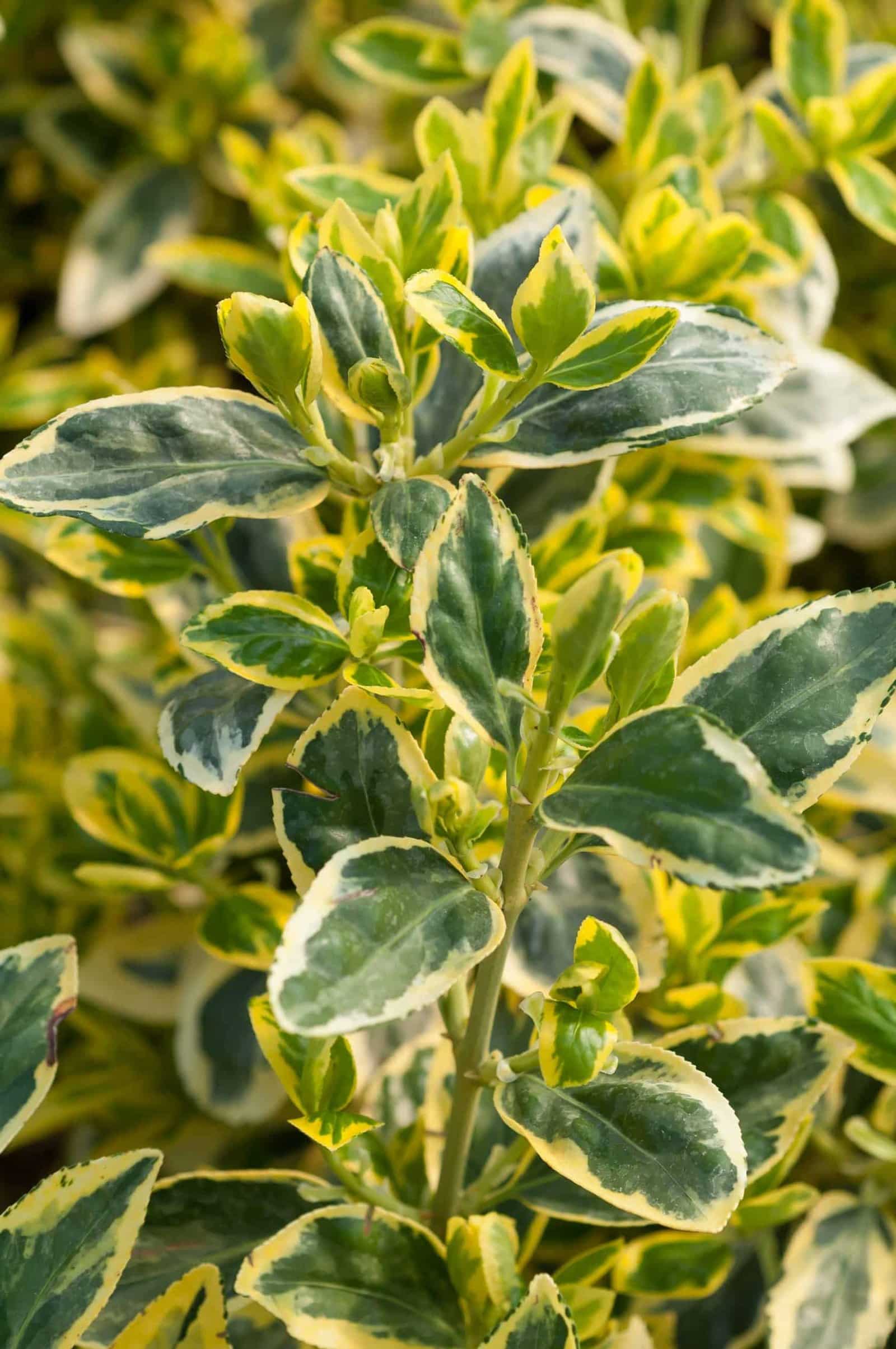 EUONYMUS japonicus ‘Bravo’ / Fusain du Japon 'Bravo' - Photo 1