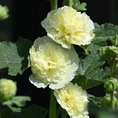 ALCEA ROS. 'CHATER'S DOUBLE YELLOW' / Rose-trémière - Photo 2