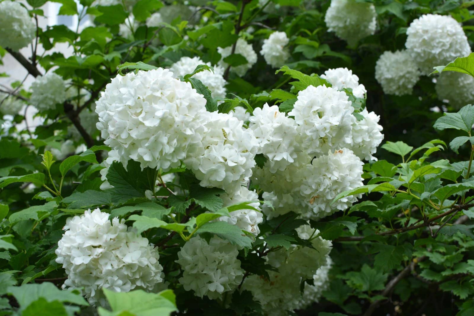 VIBURNUM Opulus ‘Roseum’ / Boule de neige - Photo 3
