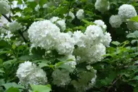 VIBURNUM Opulus ‘Roseum’ / Boule de neige - Photo 3