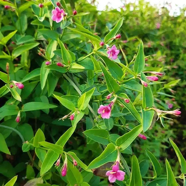 Jasmin rose 'Beesianum' - jasminum - Photo 2