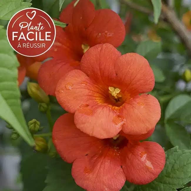 BIGNONE 'Mme Galen' - campsis x tagliabuana - Photo 1