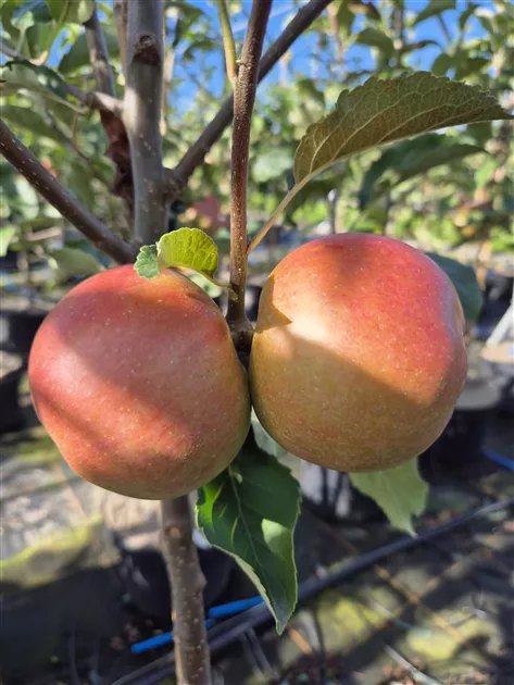 Malus domestica 'Idared' / Pommier 'Idared' - Photo 1