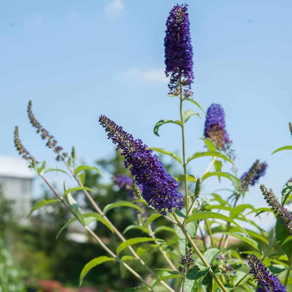 BUDDLEJA davidii ‘Empire bleu’ / Arbre aux papillons 'bleu' - Photo 2
