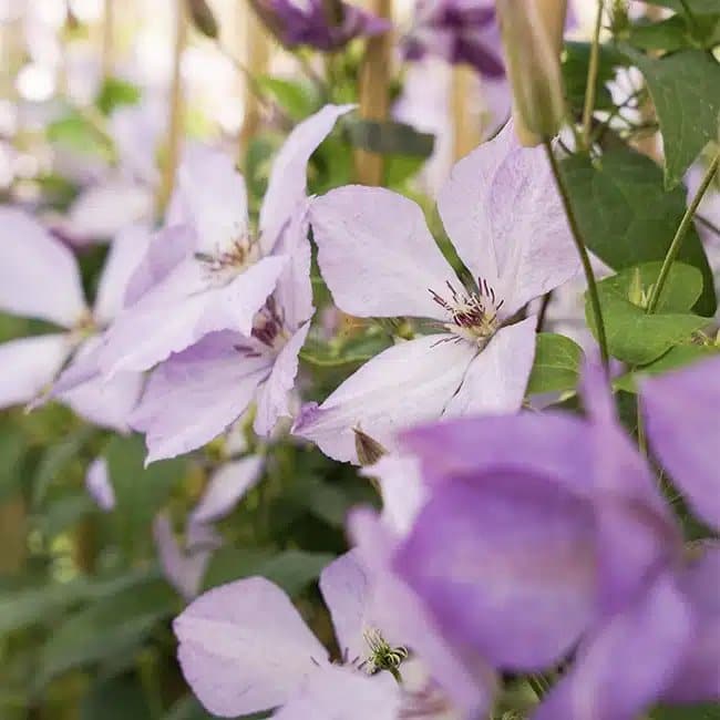 Clématite 'Margaret Hunt' - clematis - Photo 1