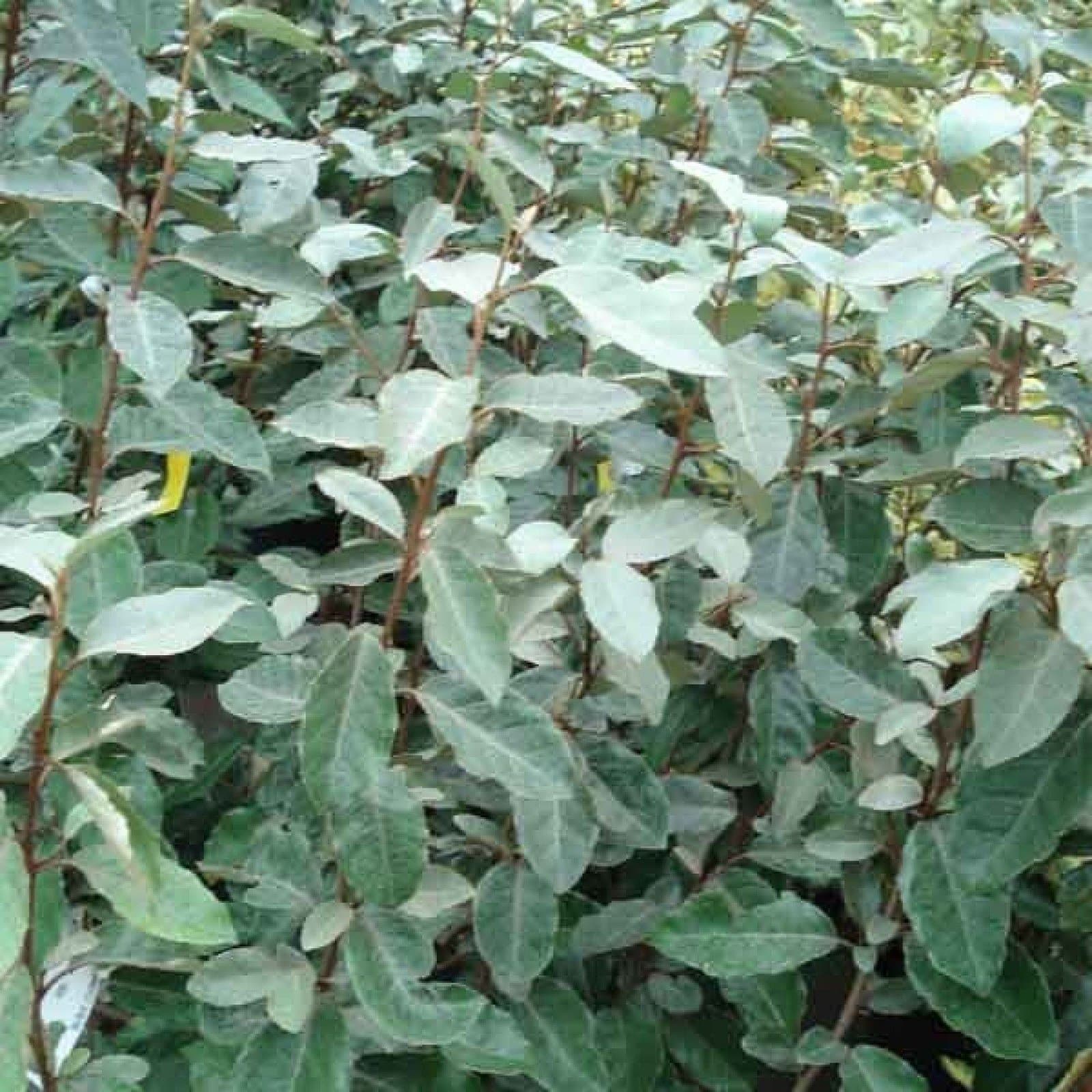 Elaeagnus ebbingei / Chalef - Photo 3